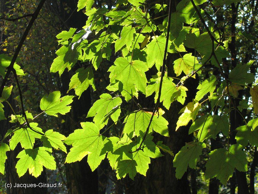 2005-10-28 13-59-17 DeYeuro 112,7mm 1_160_eme F5,6.JPG